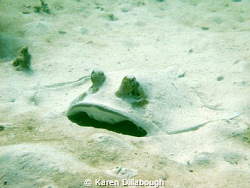Taken in Coral Bay, Western Ausralia. by Karen Dillabough 